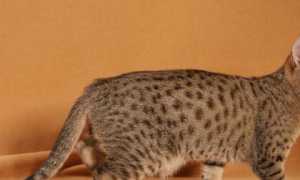 Канаани  фото кошки, история и описание породы, характер, уход, стандарты
