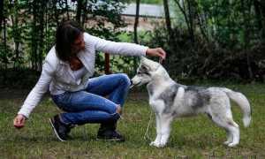 Как приучить хаски к туалету на улице: пошаговая методика и советы кинологов