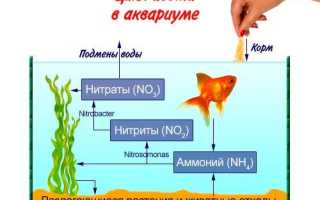 Умирают рыбки в аквариуме: почему дохнут (причины), что нужно делать, профилактика