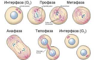 Деление клеток. Митоз и мейоз, фазы деления