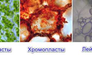 Пластиды: виды, строение и функции. Хлоропласты, хромопласты, лейкопласты