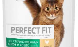 Корм для стерилизованных кошек — какой лучше