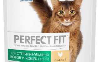 Корм для стерилизованных кошек — какой лучше