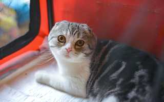 Японские имена для котов и кошет — ТОП имен