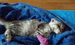 Что делать, если котенок умирает