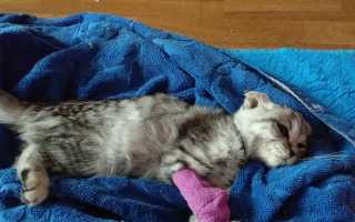 Что делать, если котенок умирает