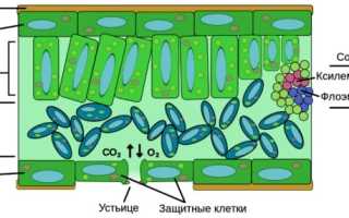 Строение и функции покровных тканей растения + сводная таблица