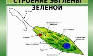 Эвглена зеленая (euglena): строение и среда обитания, образ жизни и способ размножения