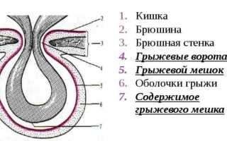 Что делать, если у собаки грыжа: сиптомы с фото, рекомендации по лечению