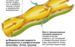 Состав и функции тканевой жидкости, лимфы и крови
