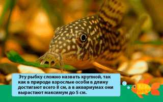 Коридорас штерба (сомик): содержание, нерест, фото, рацион, аквариум, параметры воды