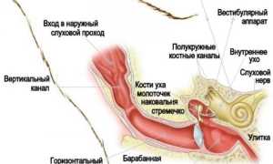 Как чистить уши собаке: правила, средства для ухода, советы ветеринаров