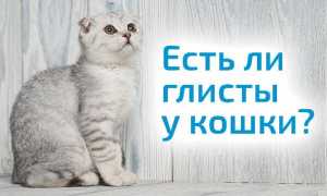 Глисты у кошек: Топ 10 средств 2018 года (таблетки, капли, народные)