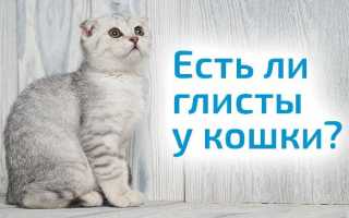 Глисты у кошек: Топ 10 средств 2018 года (таблетки, капли, народные)