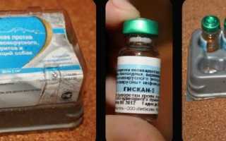 Сыворотка гискан 5 для собак и щенков: инструкция по применению
