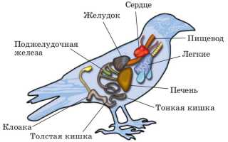 Внутреннее строение птиц, системы органов, поведение в природе