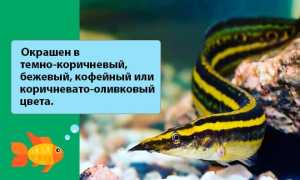 Макрогнатус глазчатый (аквариумный угорь): уход, совместимость с другими рыбками, содержание рыбки, фото, продолжительность жизни