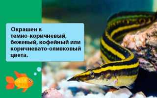 Макрогнатус глазчатый (аквариумный угорь): уход, совместимость с другими рыбками, содержание рыбки, фото, продолжительность жизни