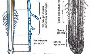 Зоны корня: роста, растяжения, всасывания, проводящая. Внутренне строение корня растения