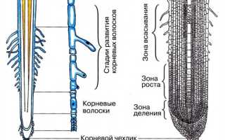 Зоны корня: роста, растяжения, всасывания, проводящая. Внутренне строение корня растения