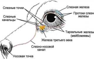 Гноятся глаза у собаки – причины лечение