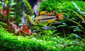 Апистограмма какаду (apistogramma cacatuoides): содержание рыбки цихлиды в домашних условиях, жизнь в природе