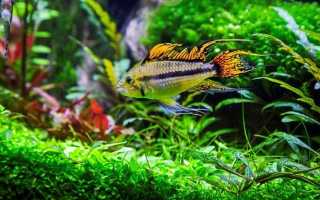 Апистограмма какаду (apistogramma cacatuoides): содержание рыбки цихлиды в домашних условиях, жизнь в природе