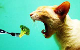 Рвота у кота. Кошку рвет белой пеной, желчью, кровью: ЧТО ДЕЛАТЬ