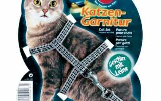 Шлейки для кошек: ТОП 6 товаров [рейтинг, цены, отзывы]