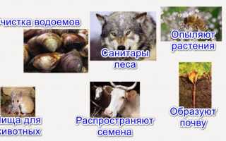 Роль животных в природе и жизни человека