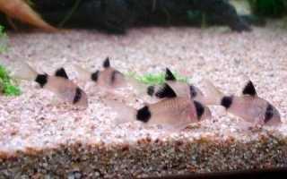 Коридорас панда (сом corydoras panda): содержание, уход, размножение аквариумной рыбки, разведение, фото, продолжительность жизни, совместимость