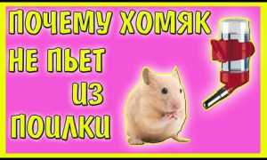 Как приучить хомяка к поилке, почему хомяк не пьет воду (или пьет много)