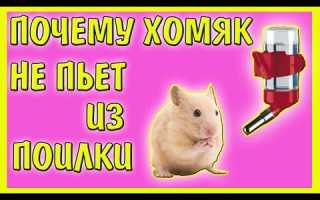 Как приучить хомяка к поилке, почему хомяк не пьет воду (или пьет много)