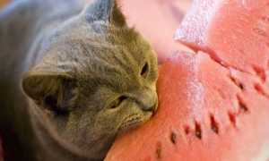 Запор у кошки [Что делать, Лечим дома, Профилактика]