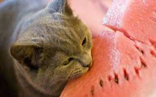 Запор у кошки [Что делать, Лечим дома, Профилактика]