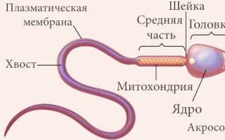 Строение половых клеток, стадии развития яйцеклеток и сперматозоидов, оплодотворение