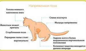 Мочекаменная болезнь у котов (кошек): симптомы, лечение, профилактика