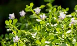 Бакопа Монье (Bacopa monnieri): описание и состав растения, лечебные свойства и противопоказания