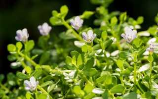Бакопа Монье (Bacopa monnieri): описание и состав растения, лечебные свойства и противопоказания