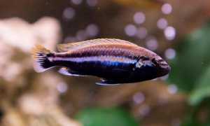 Меланохромис ауратус (золотой попугай, melanochromis auratus): содержание цихлиды, фото, разведение рыбки, совместимость, продолжительность жизни