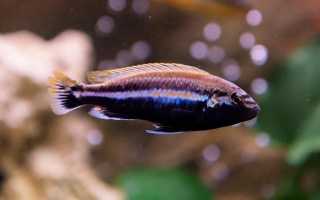 Меланохромис ауратус (золотой попугай, melanochromis auratus): содержание цихлиды, фото, разведение рыбки, совместимость, продолжительность жизни