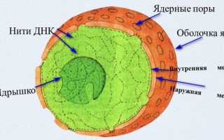 Особенности строения и функции ядра клетки
