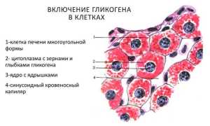 Клеточные включения: строение и функции, медицинское и биологическое значение