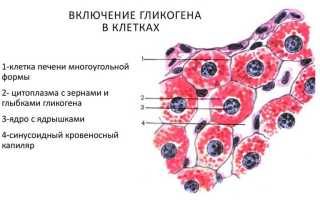 Клеточные включения: строение и функции, медицинское и биологическое значение