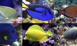 Голубой хирург (рыбка paracanthurus hepatus): виды (белогрудый или leucosternon, lineatus, triostegus, японский, pyroferus), содержание, кормление, совместимость