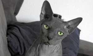 Страшный кот: самые необычные породы
