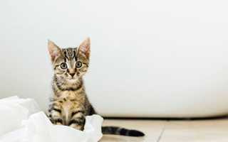 4 причины, почему кошка начала гадить где попало: что делать и как отучить
