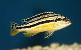 Ауратус цихлида melanochromis: содержание рыбки золотой попугай в домашних условиях, особенности ухода