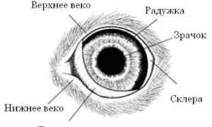 3 вида третьего века у собак: что делать, причины воспаления и лечение, удаление