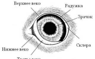 3 вида третьего века у собак: что делать, причины воспаления и лечение, удаление